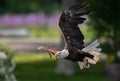 Bald Eagle fishing in flight in Maine Royalty Free Stock Photo