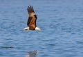 A close up of a Bald Eagle flying over water Royalty Free Stock Photo