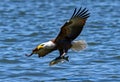 A close up of a Bald Eagle flying over water Royalty Free Stock Photo