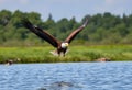 A close up of a Bald Eagle flying over water Royalty Free Stock Photo