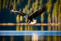 A close up of a Bald Eagle flying over water Royalty Free Stock Photo