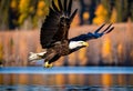 A close up of a Bald Eagle flying over water Royalty Free Stock Photo