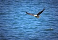 A close up of a Bald Eagle flying over water Royalty Free Stock Photo