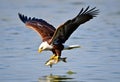 A close up of a Bald Eagle flying over water Royalty Free Stock Photo