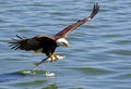 A close up of a Bald Eagle flying over water Royalty Free Stock Photo