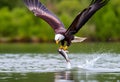 A close up of a Bald Eagle flying over water Royalty Free Stock Photo