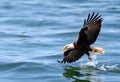 A close up of a Bald Eagle flying over water Royalty Free Stock Photo
