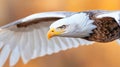 A close up of a bald eagle flying in the sky, AI Royalty Free Stock Photo