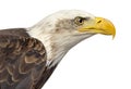 Close-up of a Bald eagle - Haliaeetus leucocephalus Royalty Free Stock Photo