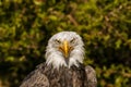 Close up of Bald Eagle Royalty Free Stock Photo