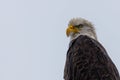 Close-up of a Bald Eagle looking for prey, space for writing Royalty Free Stock Photo