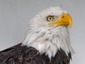 Close up of a bald eagle, yellow beak