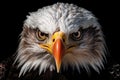 close-up of a bald eagles fierce gaze and sharp beak