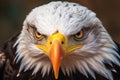 close-up of a bald eagles fierce gaze and sharp beak