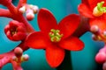 Close-up of bali castor flower blossom