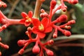 Close-up of bali castor flower blossom