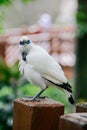 The Close Up Of A Bali Myna, A White Bird In The Park