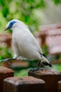 The close up of a Bali myna, a white bird in the park