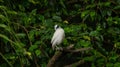 The close up of a Bali myna, a white bird in the park