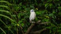 The close up of a Bali myna, a white bird in the park