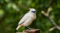 The close up of a Bali myna, a white bird in the park