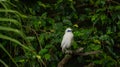 The close up of a Bali myna, a white bird in the park