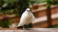 The close up of a Bali myna, a white bird in the park