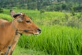 Close up of balinese cattle overlooking the Jatiluwih rice fields, Bali - Indonesia Royalty Free Stock Photo