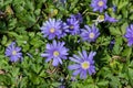 Balkan anemone anemonoides blanda flowers Royalty Free Stock Photo