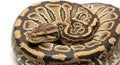 Close up of a ball python coiled on a white background showing its patterned skin Royalty Free Stock Photo