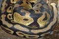 Close up Ball python snake skin for animal pattern and skin background Royalty Free Stock Photo