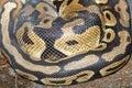 Close up ball python snake skin for texture and pattern Royalty Free Stock Photo