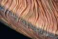 close-up of a ballet pointe shoes sole