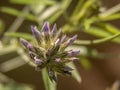 Close up of the balm of gilead flower on the way Royalty Free Stock Photo