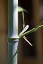Close up on a bamboo branch