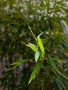 Close-up of bamboo foliage with soft background focus