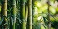 Close up on Bamboo forest texture web background