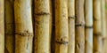 Close up on Bamboo forest texture web background