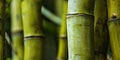 Close up on Bamboo forest texture web background