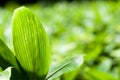 Close up of bamboo grass leaf Royalty Free Stock Photo