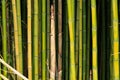 Close-up of bamboo growing at the edge of the field