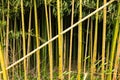 Close-up of bamboo growing at the edge of the field