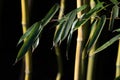 Close up of bamboo growing in garden against dark background. You can see individual bamboo poles and leaves in the foreground Royalty Free Stock Photo