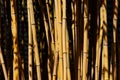 A cross section of natural yellow bamboo growing in a mass planting.