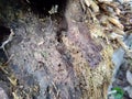 Close up of bamboo humps and bamboo roots in the nature for using as background or wallpaper.