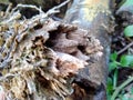 Close up of bamboo humps and bamboo roots in the nature for using as background or wallpaper.