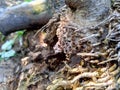 Close up of bamboo humps and bamboo roots in the nature for using as background or wallpaper.