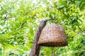 Close-up of Bamboo lamp hanging on old wood in the rambutan garden, decorating hanging lantern lamp