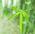 Close up of bamboo leaf Royalty Free Stock Photo