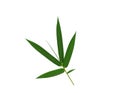 Close up of bamboo leaf isolated on white background Royalty Free Stock Photo